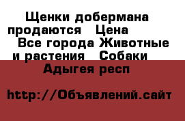 Щенки добермана  продаются › Цена ­ 45 000 - Все города Животные и растения » Собаки   . Адыгея респ.